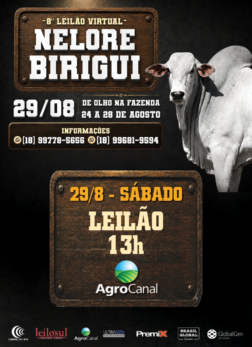 8º LEILÃO NELORE BIRIGUI