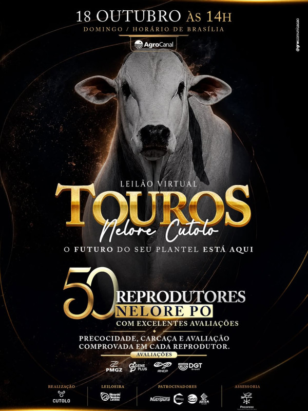 LEILÃO VIRTUAL TOUROS NELORE CUTOLO